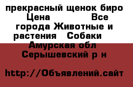 прекрасный щенок биро › Цена ­ 20 000 - Все города Животные и растения » Собаки   . Амурская обл.,Серышевский р-н